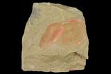 Megistaspis & Asaphellus Trilobites With Pos/Neg - Fezouata Formation #141892-3
